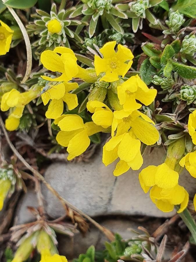 Androsace vitaliana flower