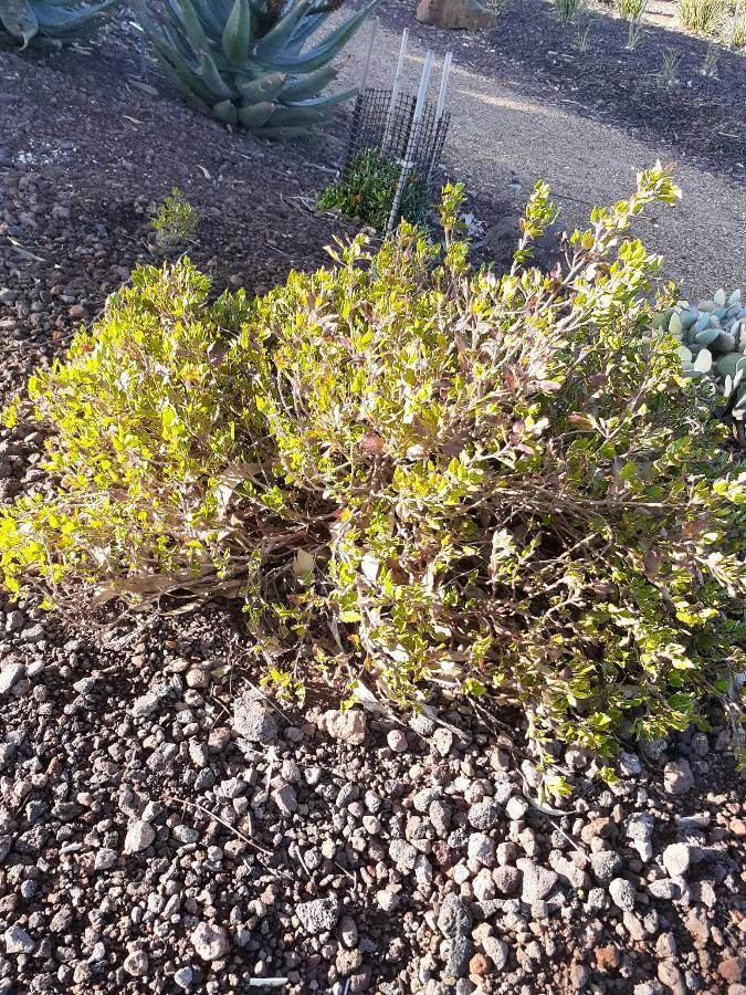 Pelargonium betulinum habit