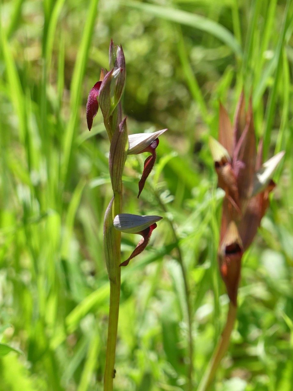 Serapias x intermedia — houseplant care guide