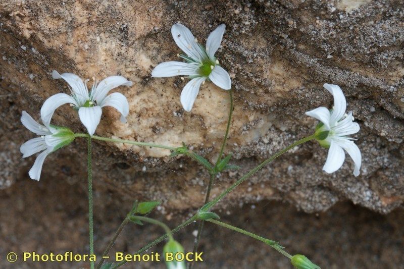 Arenaria cinerea other