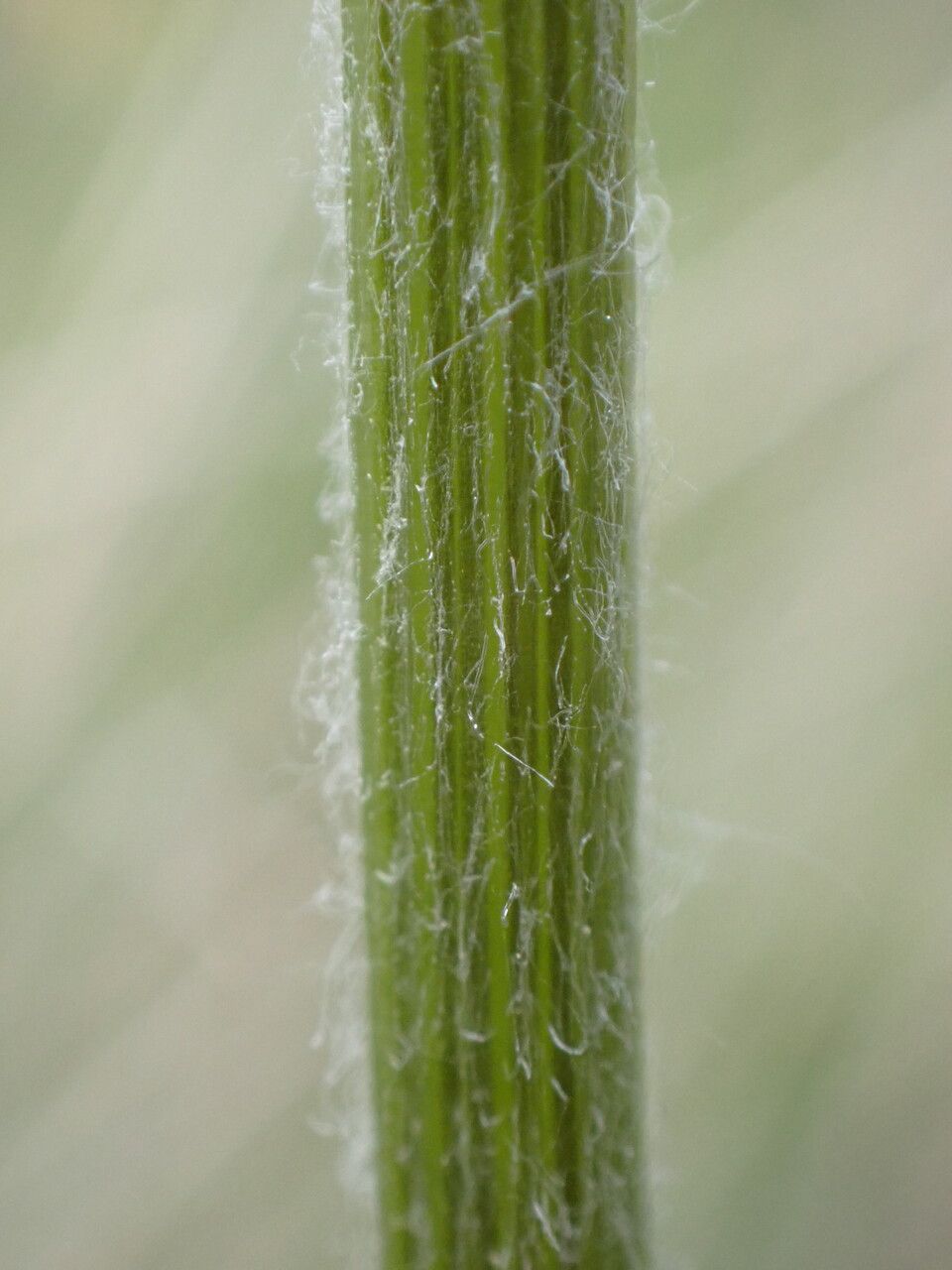 Senecio provincialis bark