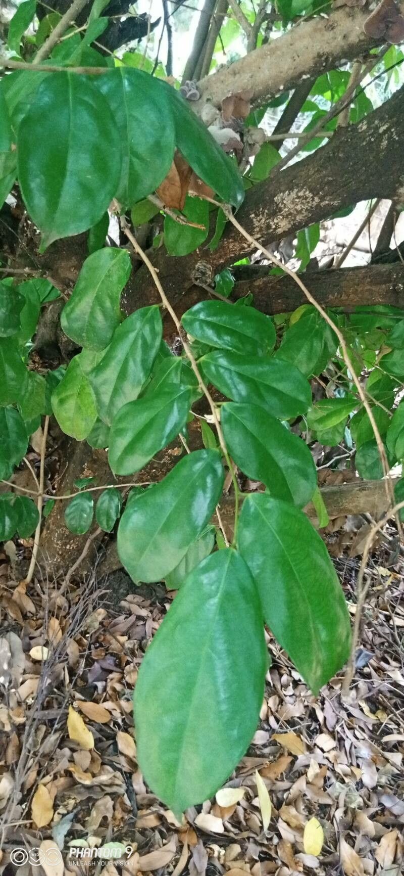 Napoleonaea imperialis — search result for 'Gabon'