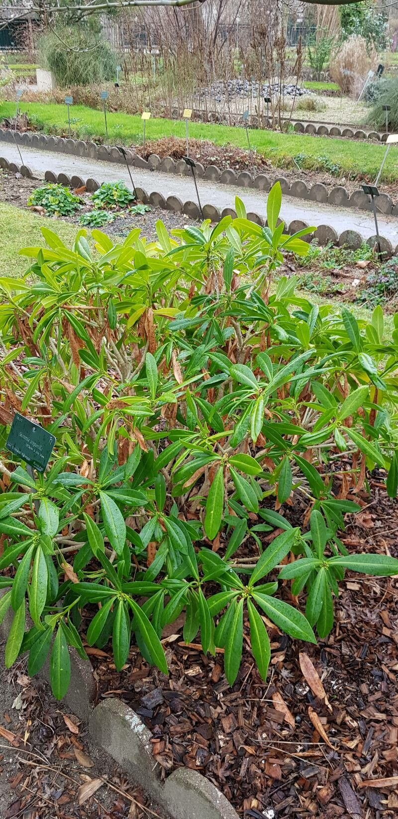 Skimmia anquetilia habit