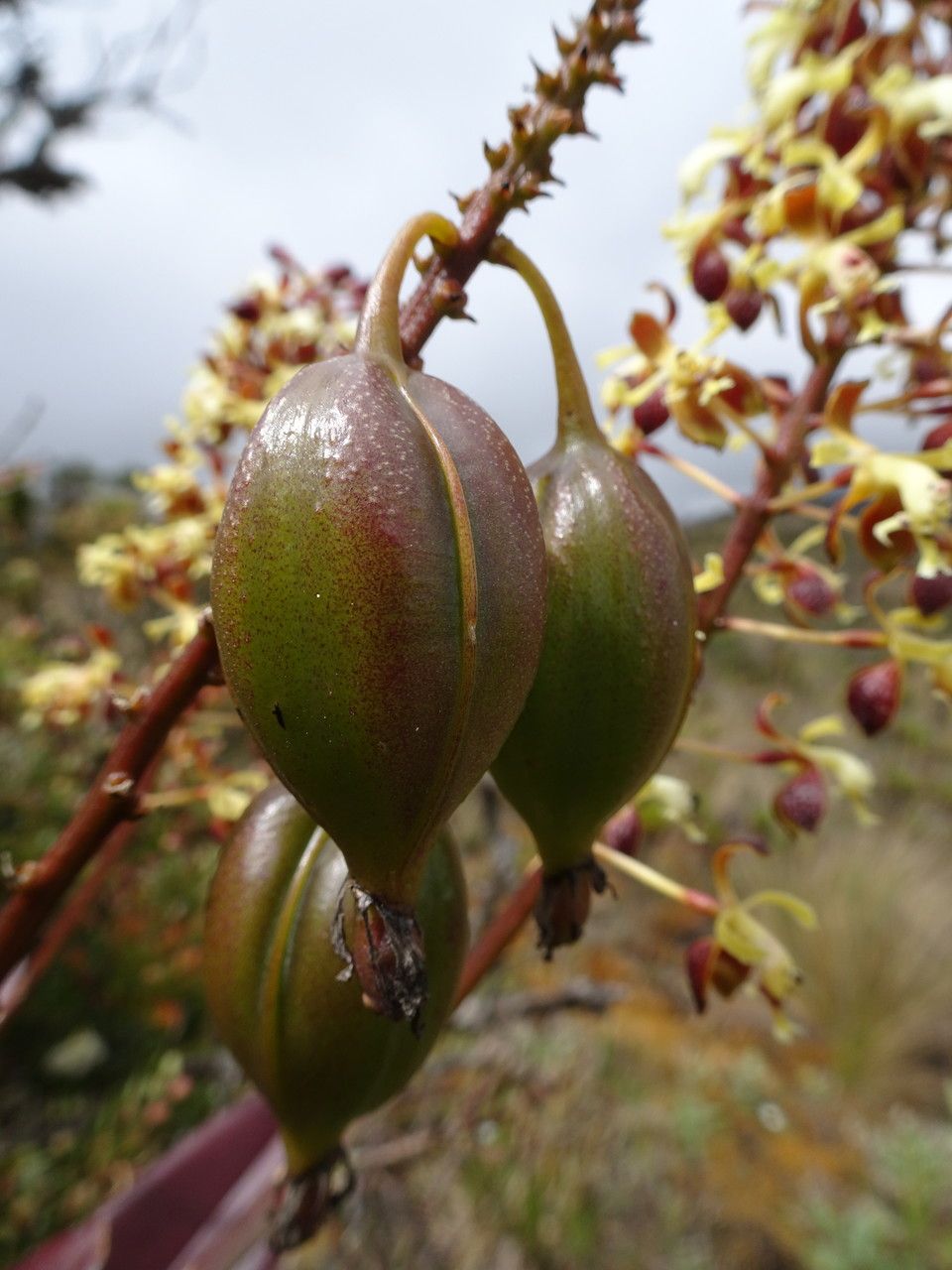 Epidendrum cylindraceum fruit