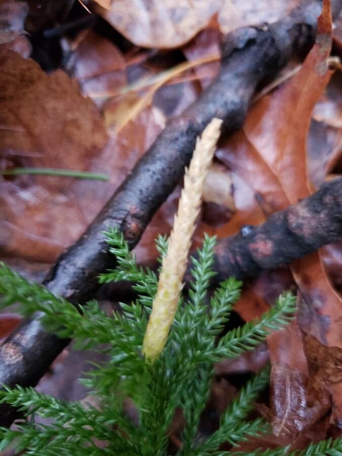 Dendrolycopodium dendroideum other