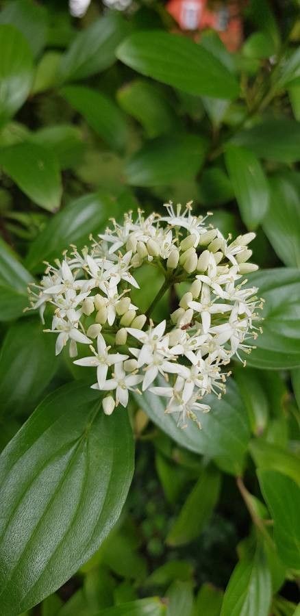 Cornus quinquenervis flower
