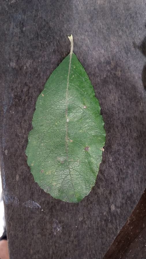 Salix spp. — houseplant care guide