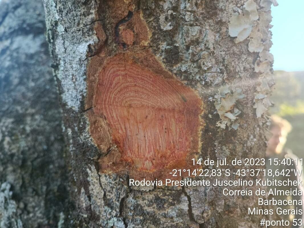 Machaerium scleroxylon bark