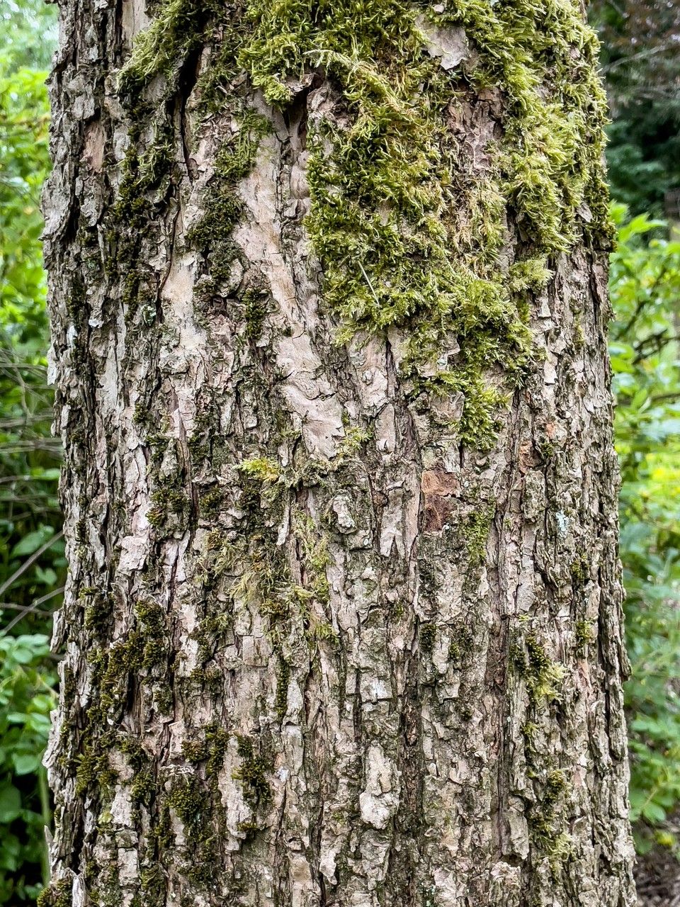 Catalpa fargesii bark