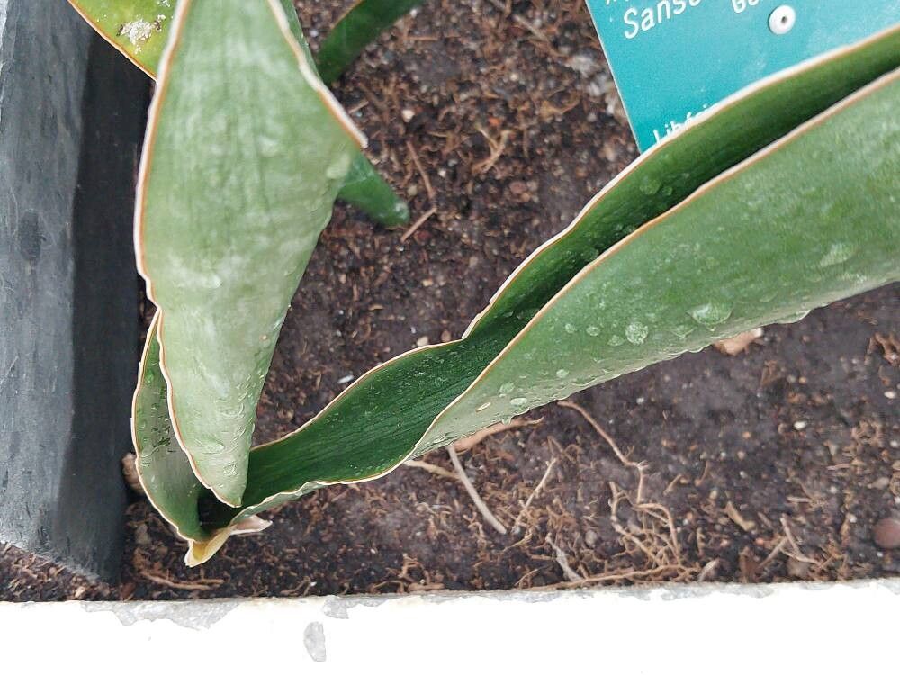 Dracaena liberica — search result for 'Dracaena'