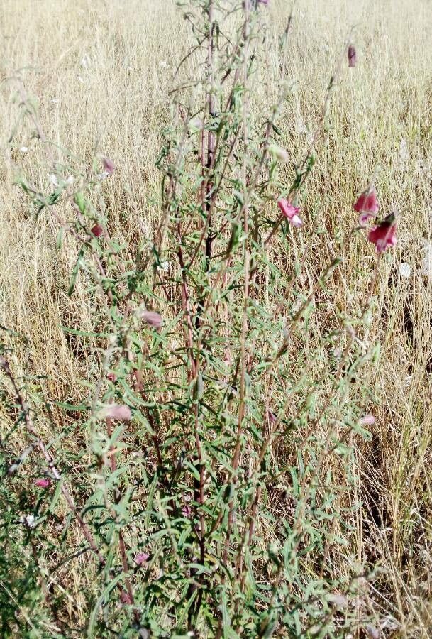 Ceratotheca sesamoides flower