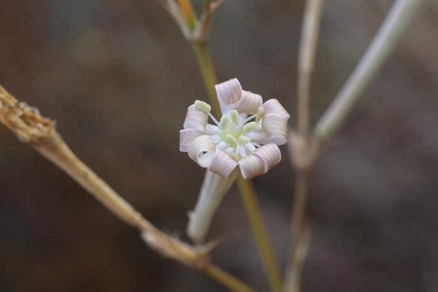 Silene bupleuroides flower