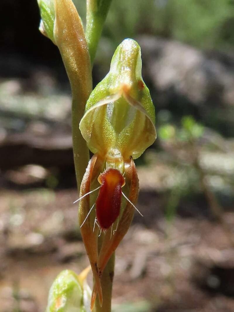 Pterostylis pusilla — houseplant care guide