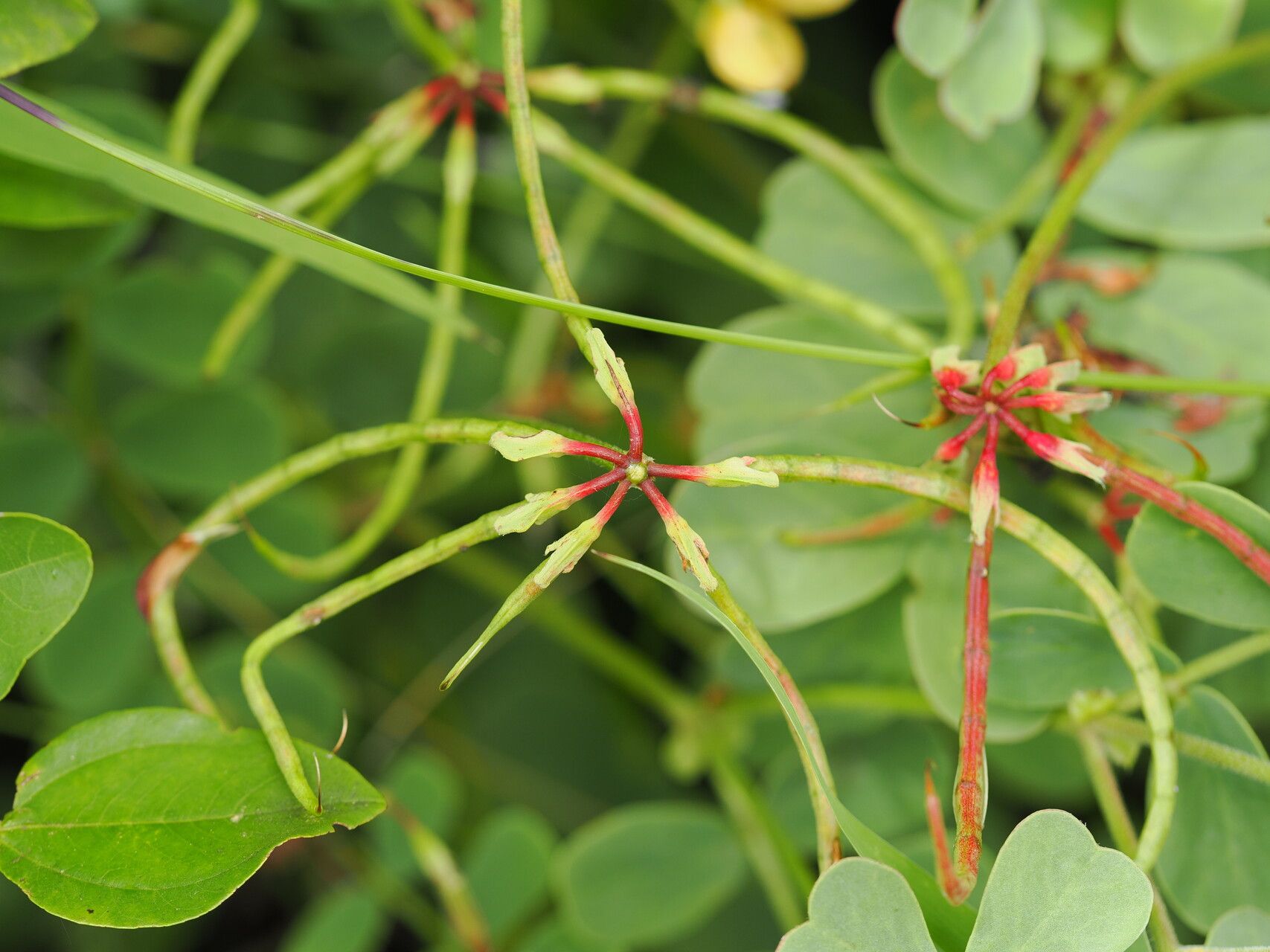 Coronilla orientalis fruit