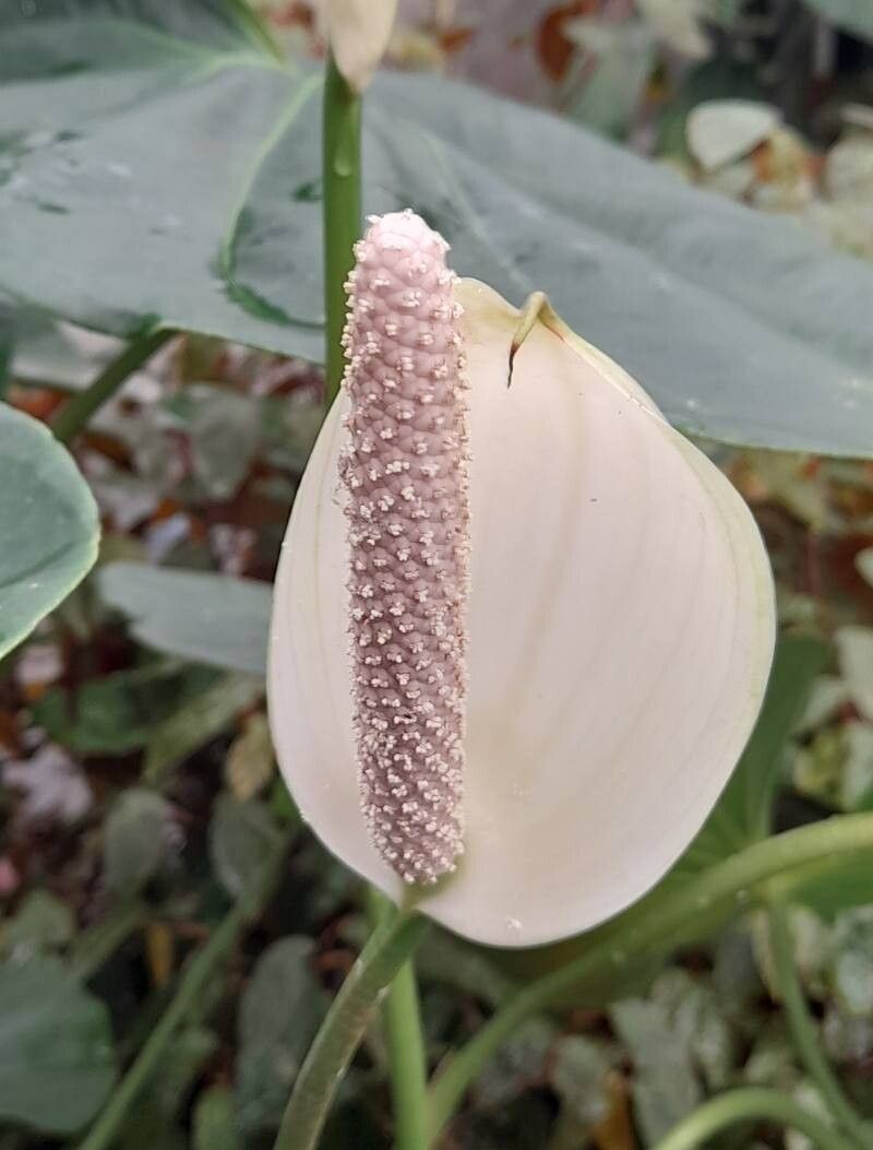 Anthurium buganum flower