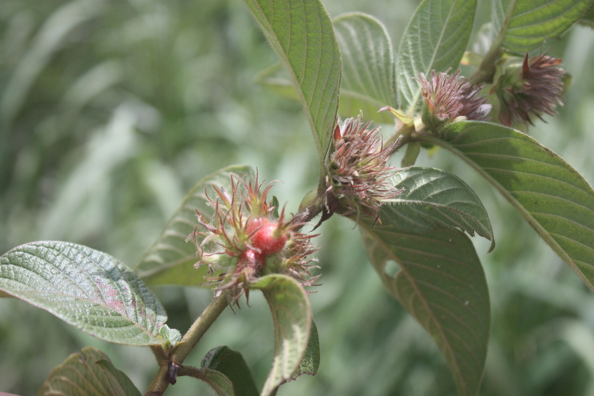 Sabicea brevipes fruit