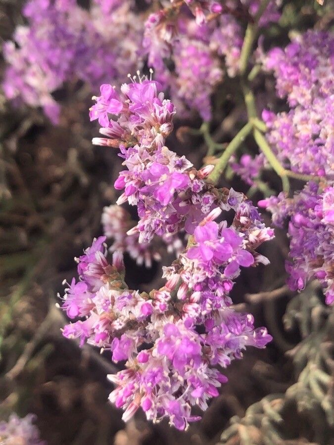 Limonium papillatum flower