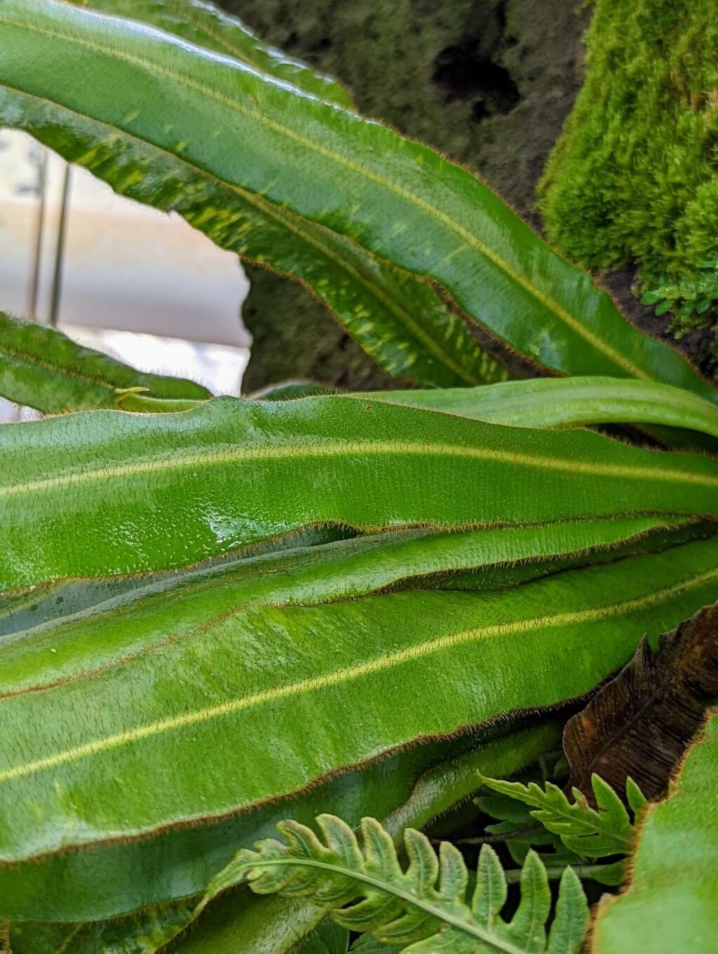 Elaphoglossum apodum — houseplant care guide