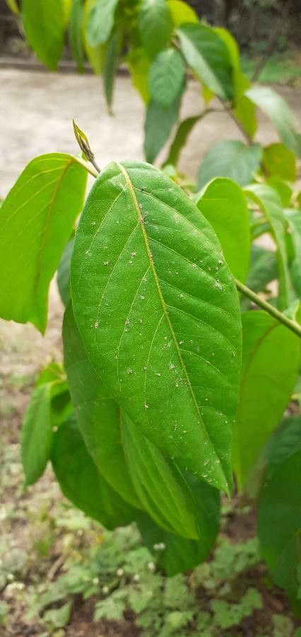 Banisteriopsis caapi — search result for 'Malpighiaceae'