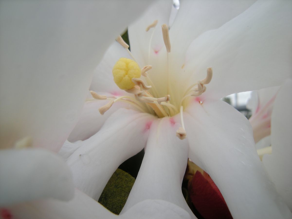 Rhododendron leucogigas — houseplant care guide