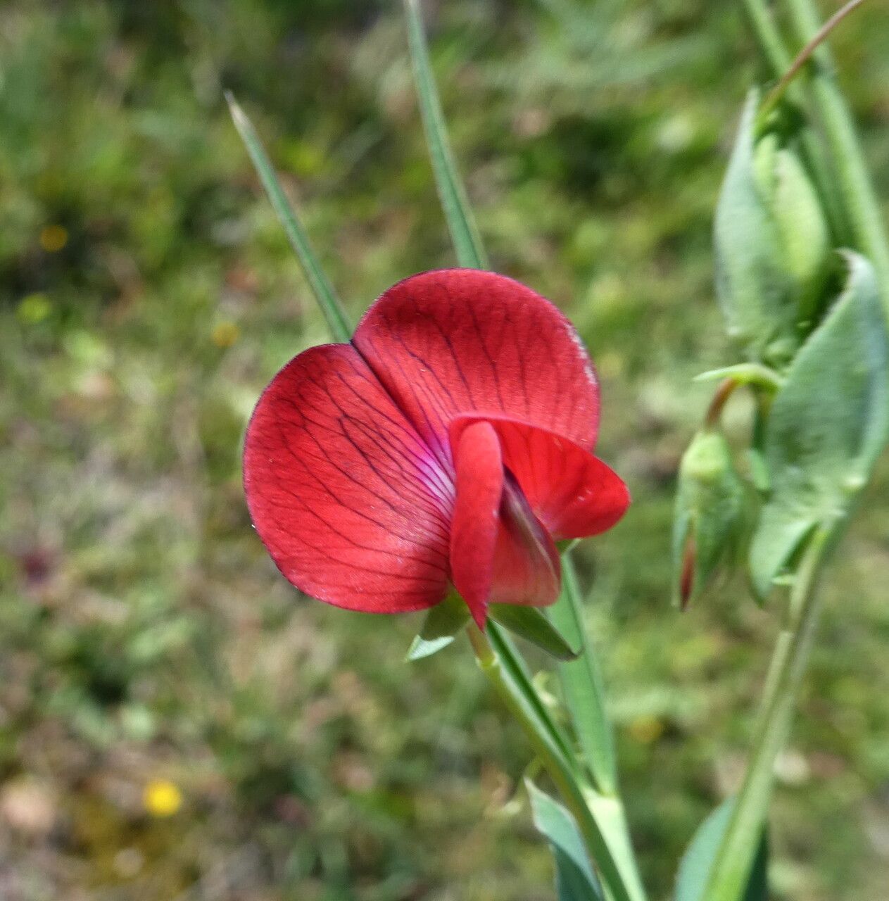 Lathyrus cicera flower