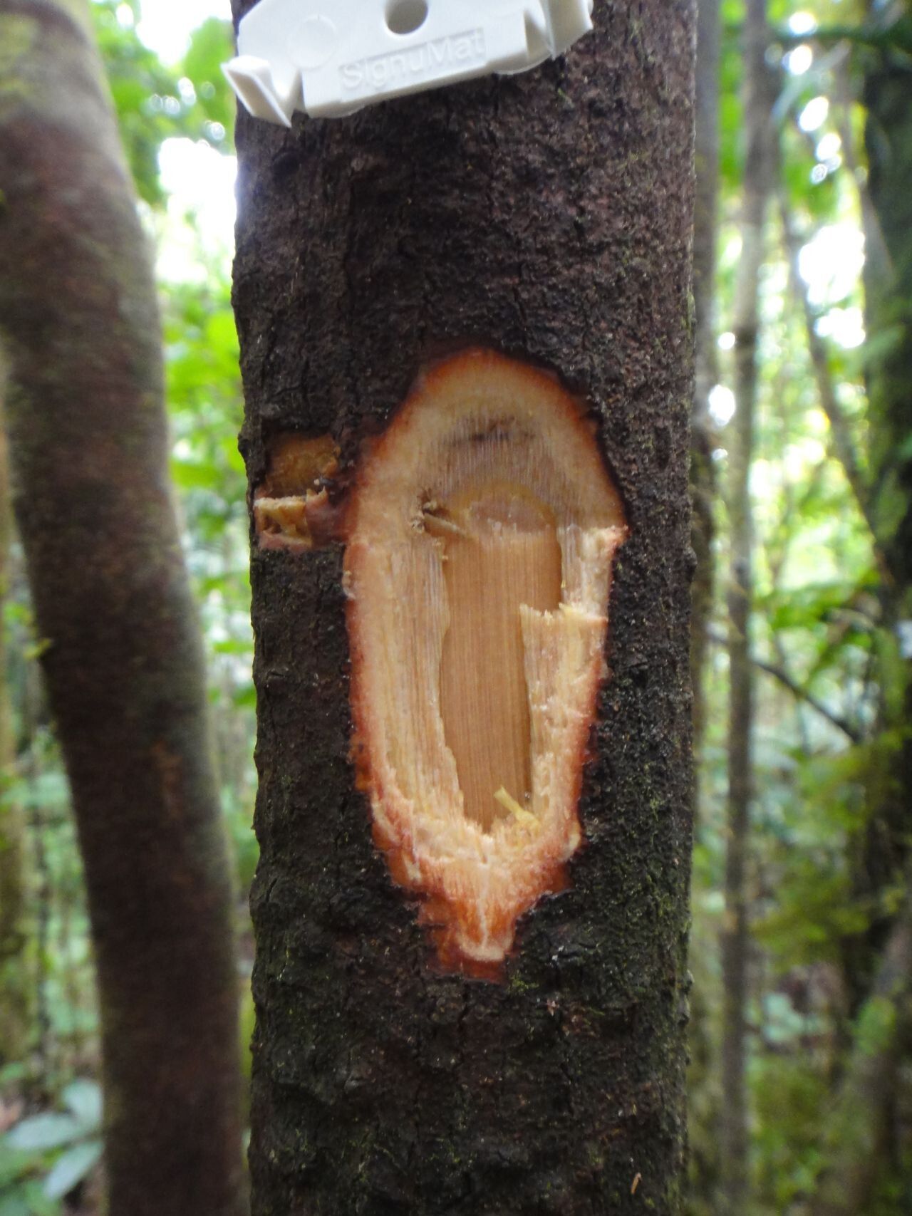 Psychotria pancheri bark