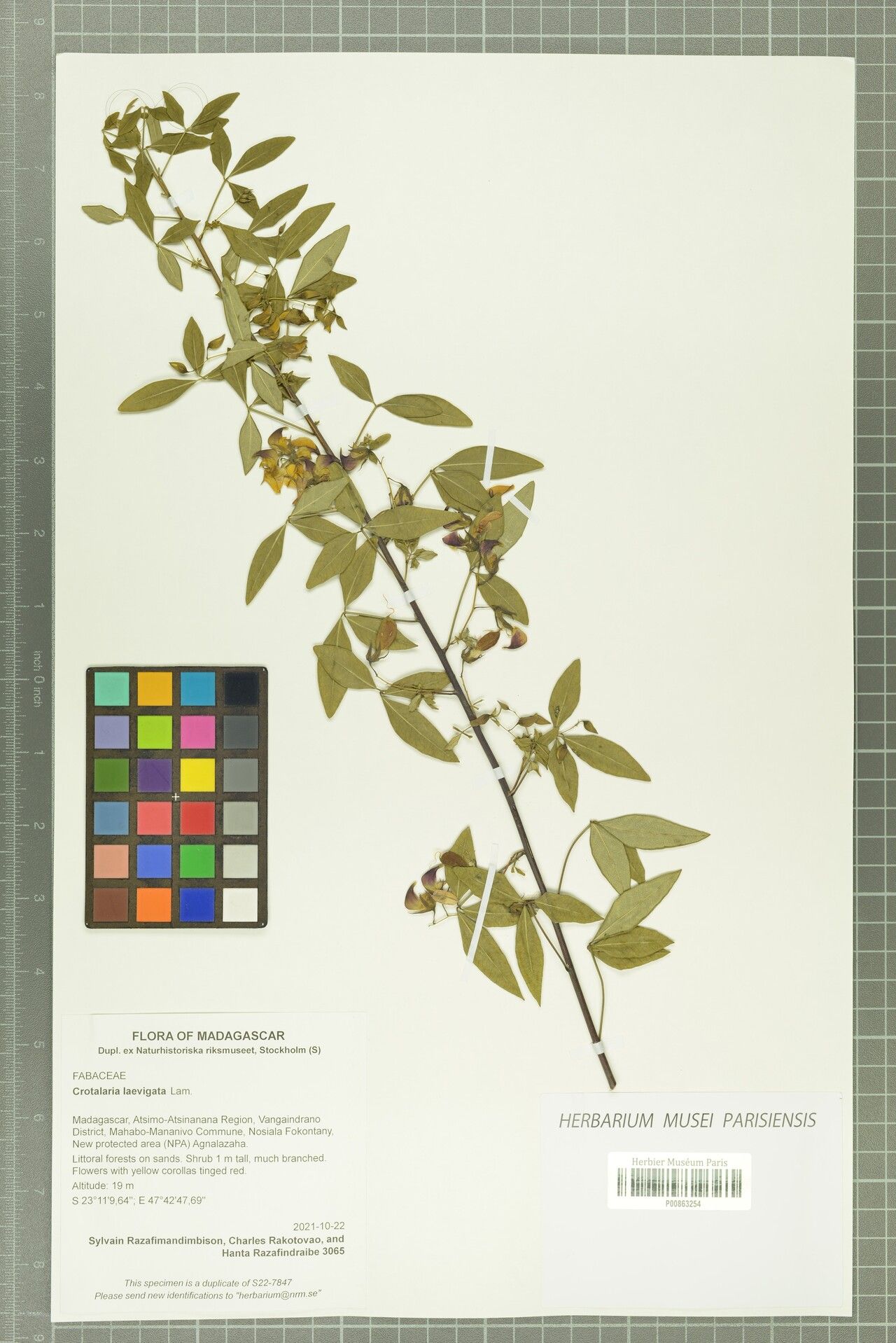 Crotalaria laevigata — houseplant care guide