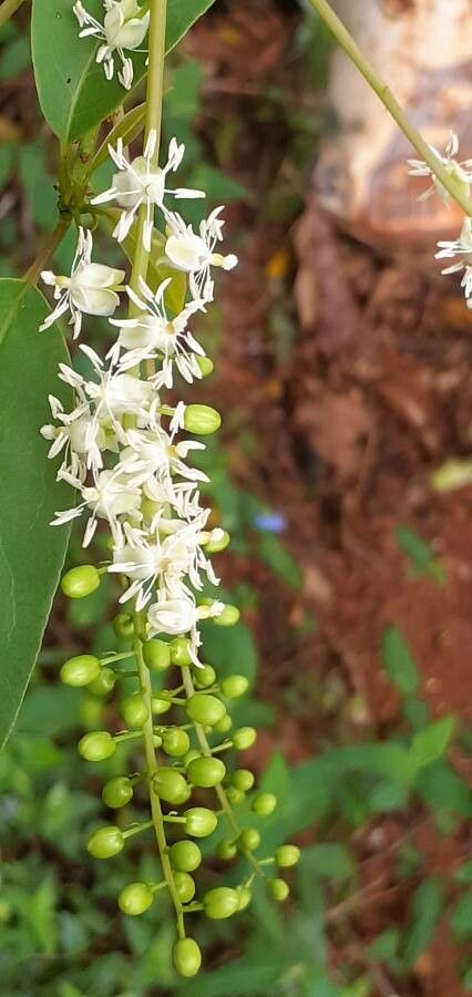 Trichostigma octandrum flower