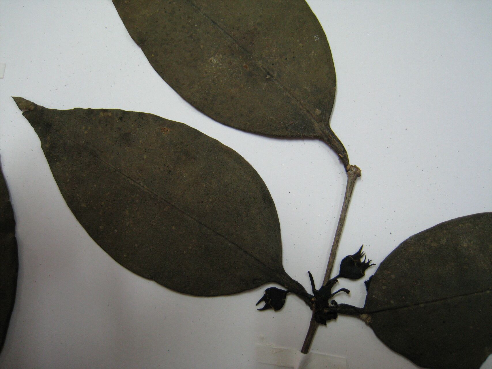 Mouriri collocarpa other