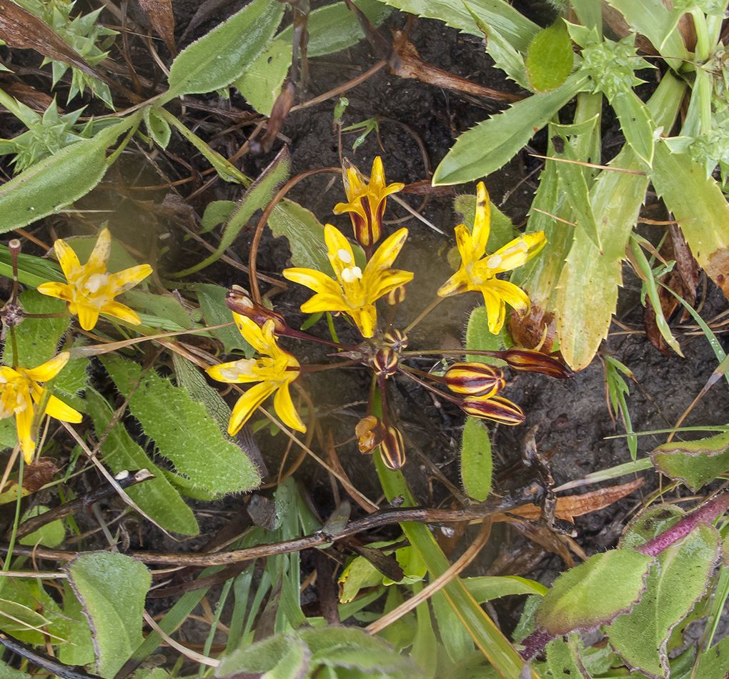 Bloomeria humilis — related species from the same genus