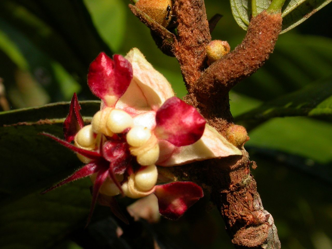 Theobroma grandiflorum flower