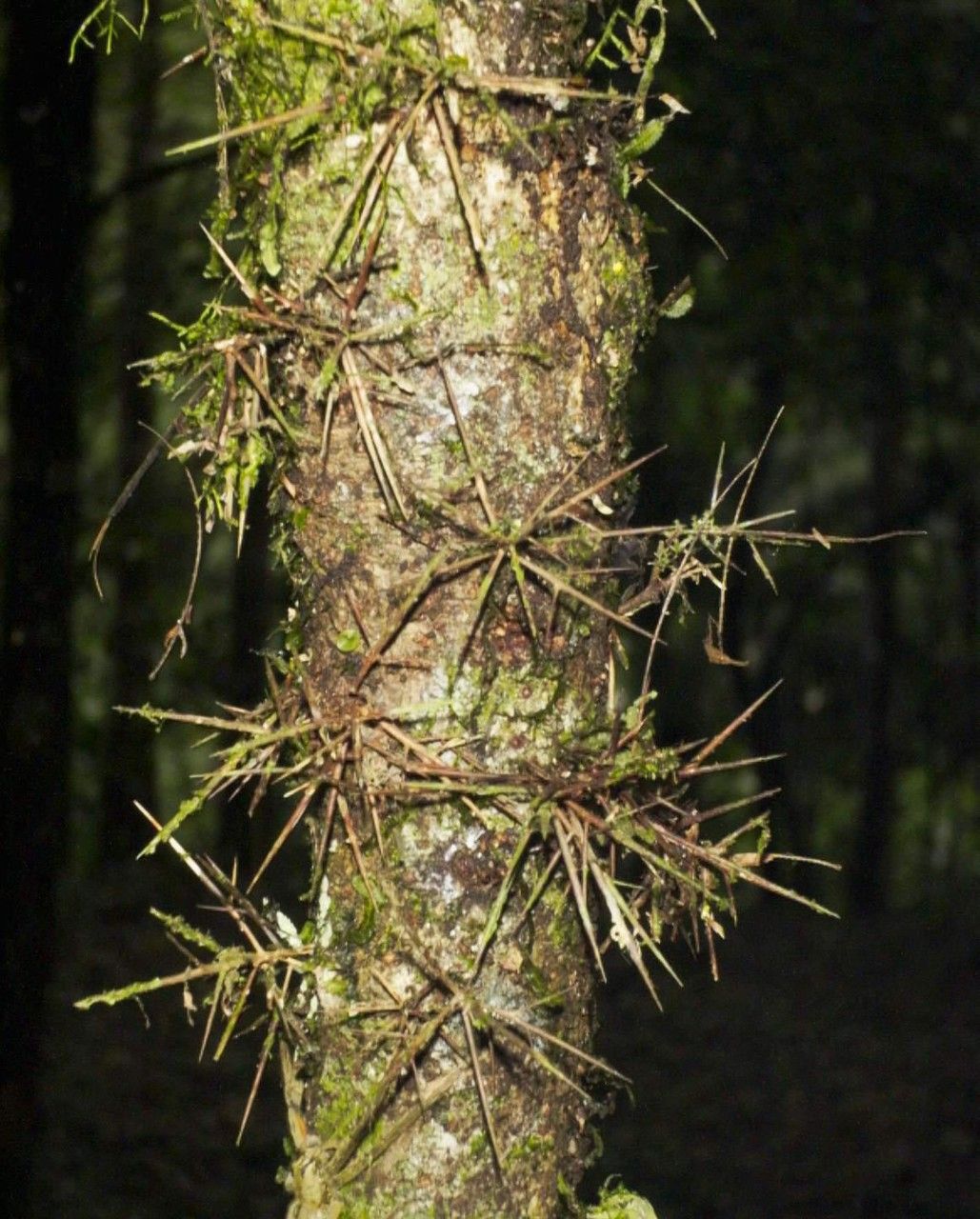 Xylosma chlorantha other