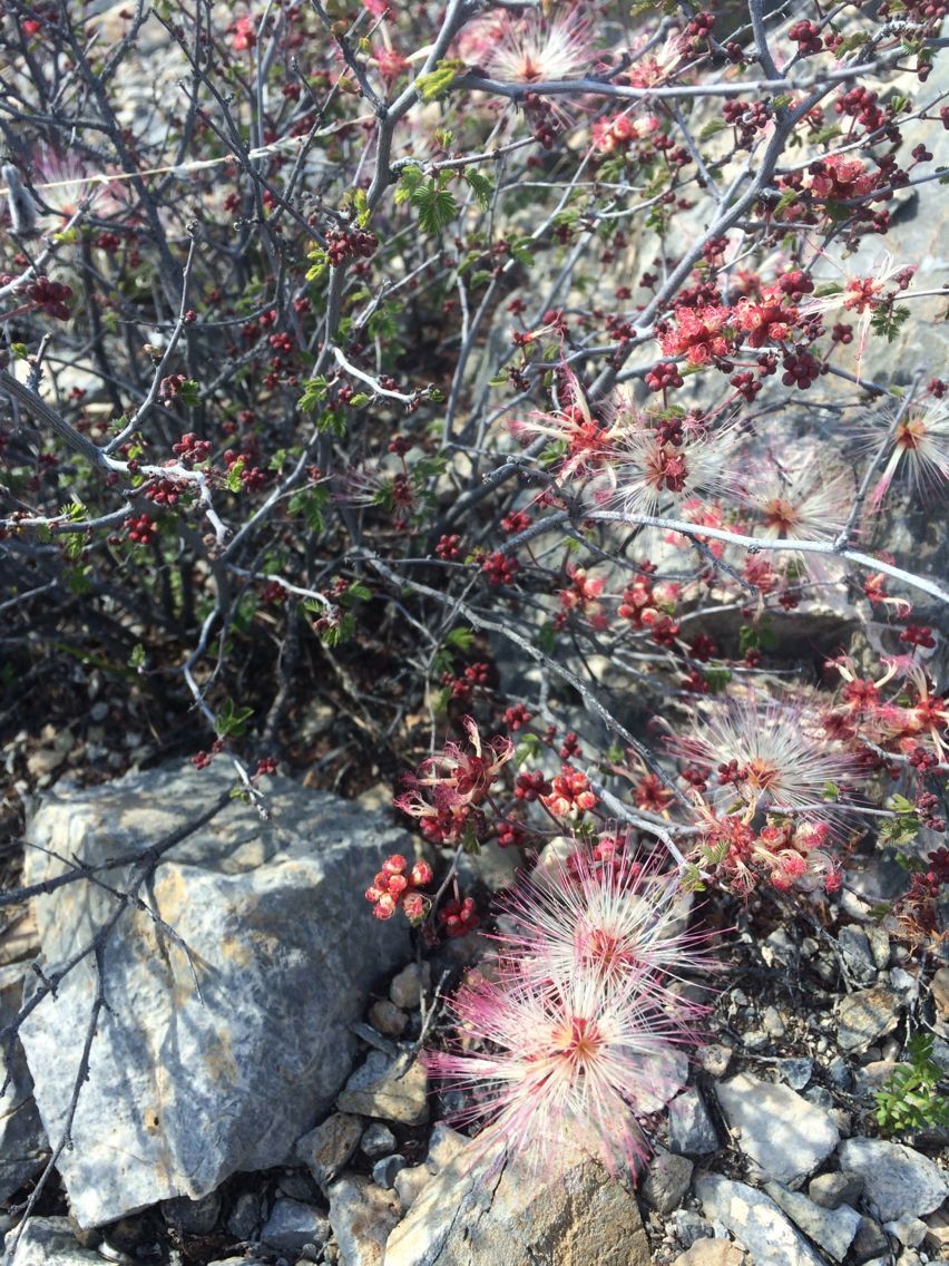 Calliandra conferta — houseplant care guide