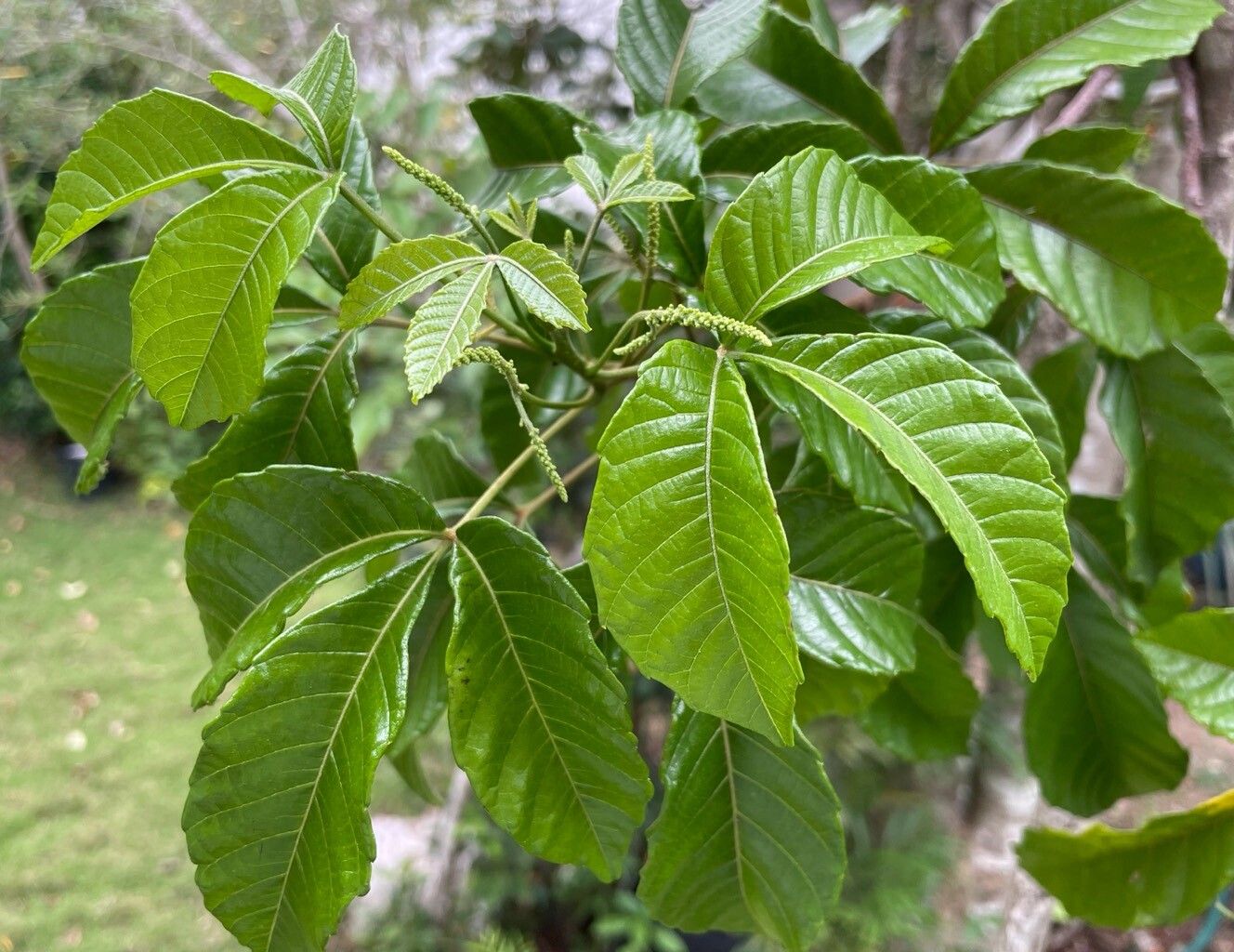 Allophylus cominia — houseplant care guide