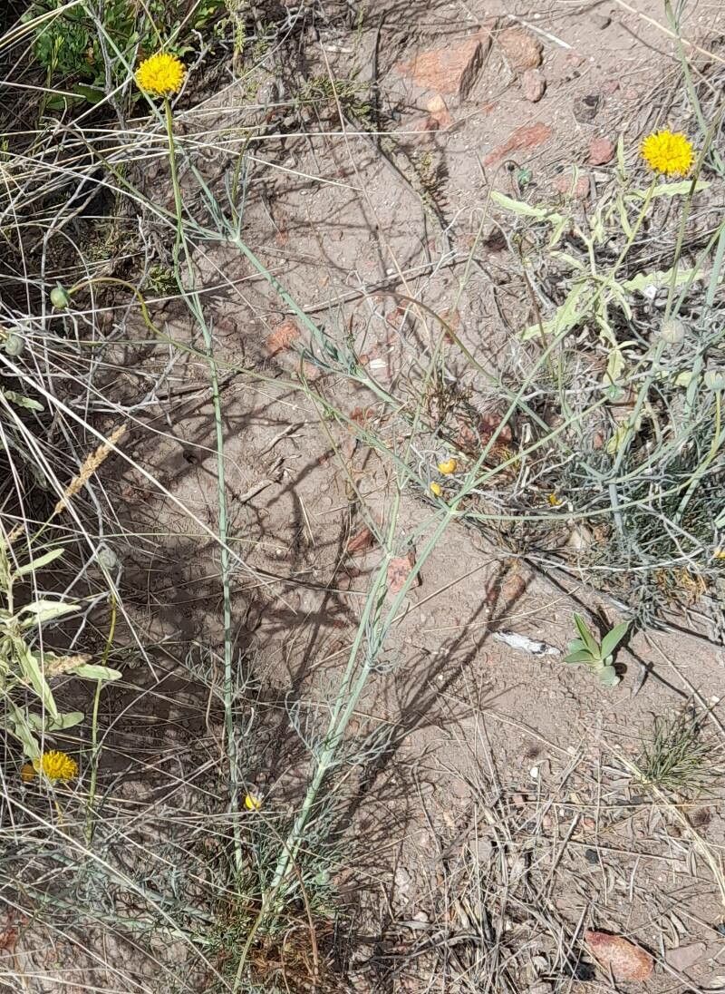 Thelesperma megapotamicum habit