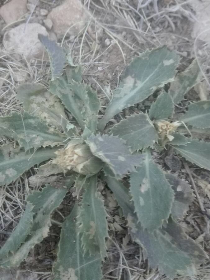 Carthamus plumosus — search result for 'Carthamus'