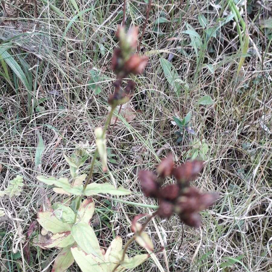 Hypericum montanum fruit
