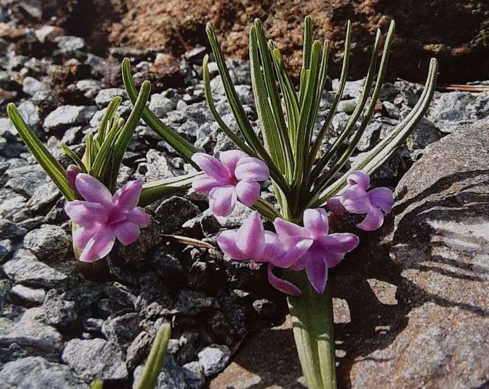 Polygonatum graminifolium