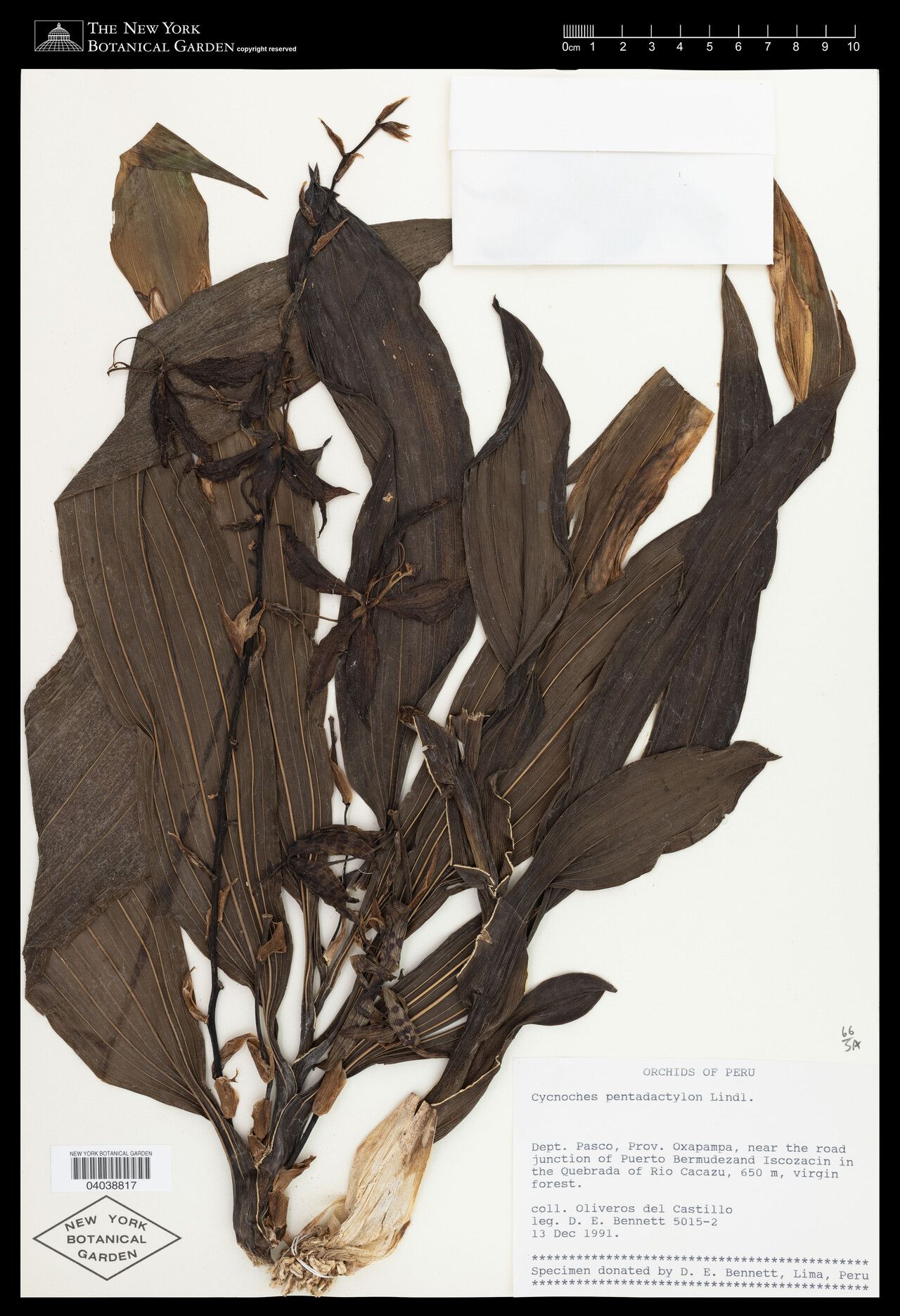 Cycnoches pentadactylon — related species from the same genus