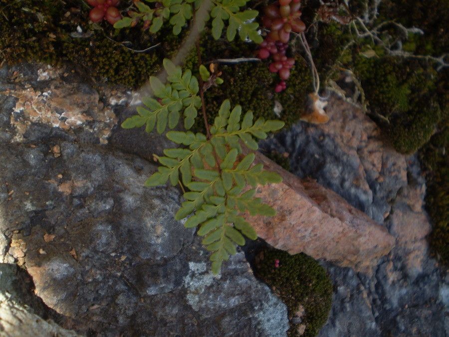Allosorus guanchicus leaf