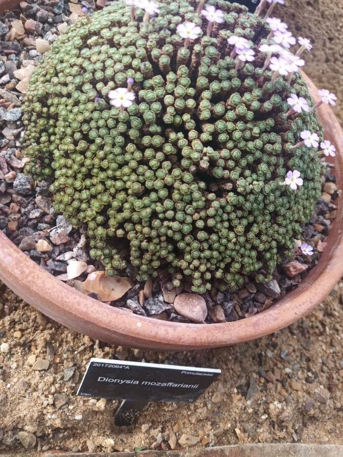 Dionysia mozaffarianii — related species from the same genus