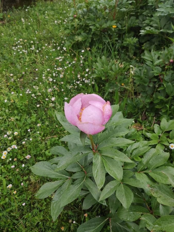 Paeonia broteroi