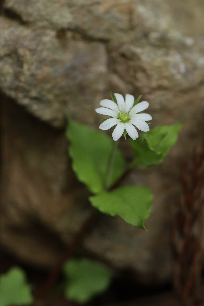 Stellaria sessiliflora — search result for 'Stellaria'