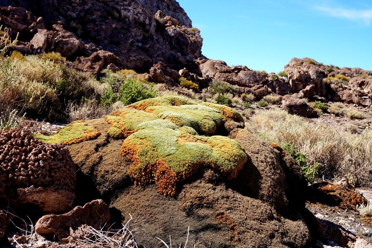 Frankenia triandra habit