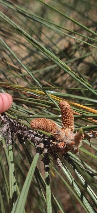 Pinus coulteri fruit