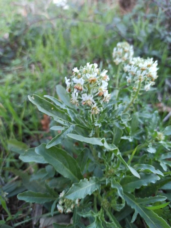 Reseda odorata flower