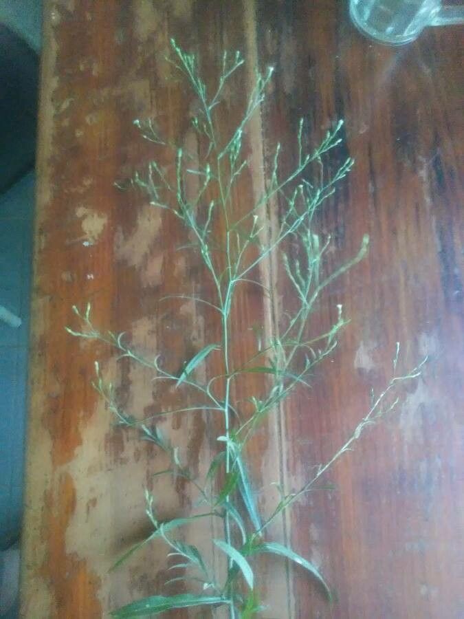 Aster subulatus — search result for 'Ireland'