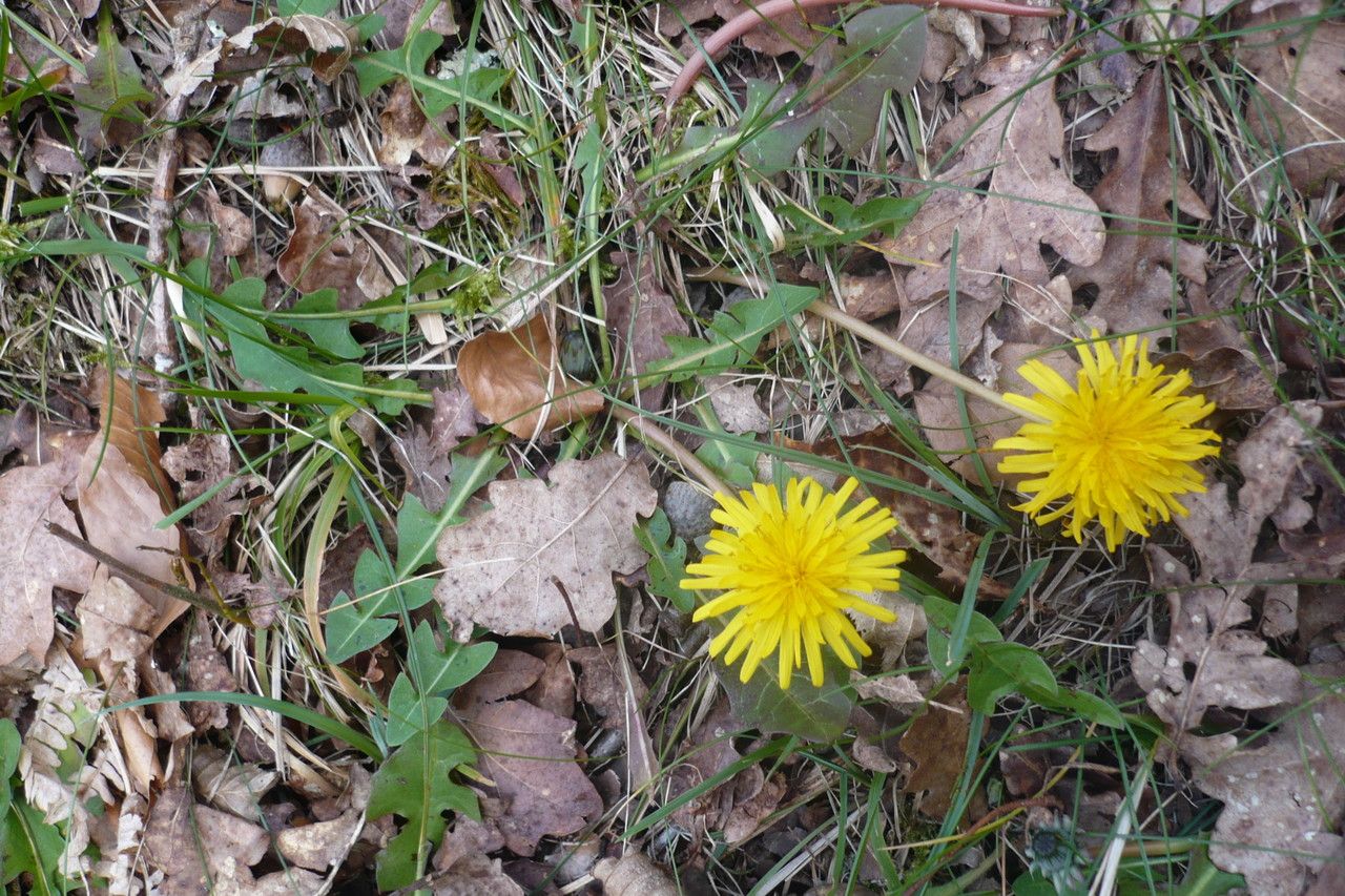 Taraxacum drucei habit
