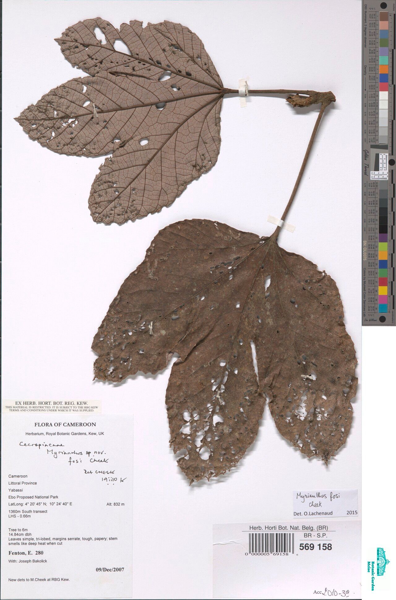 Myrianthus fosi — related species from the same genus