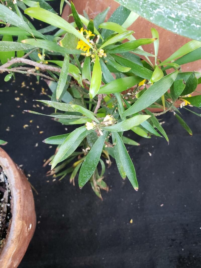 Oxalis fruticosa — houseplant care guide